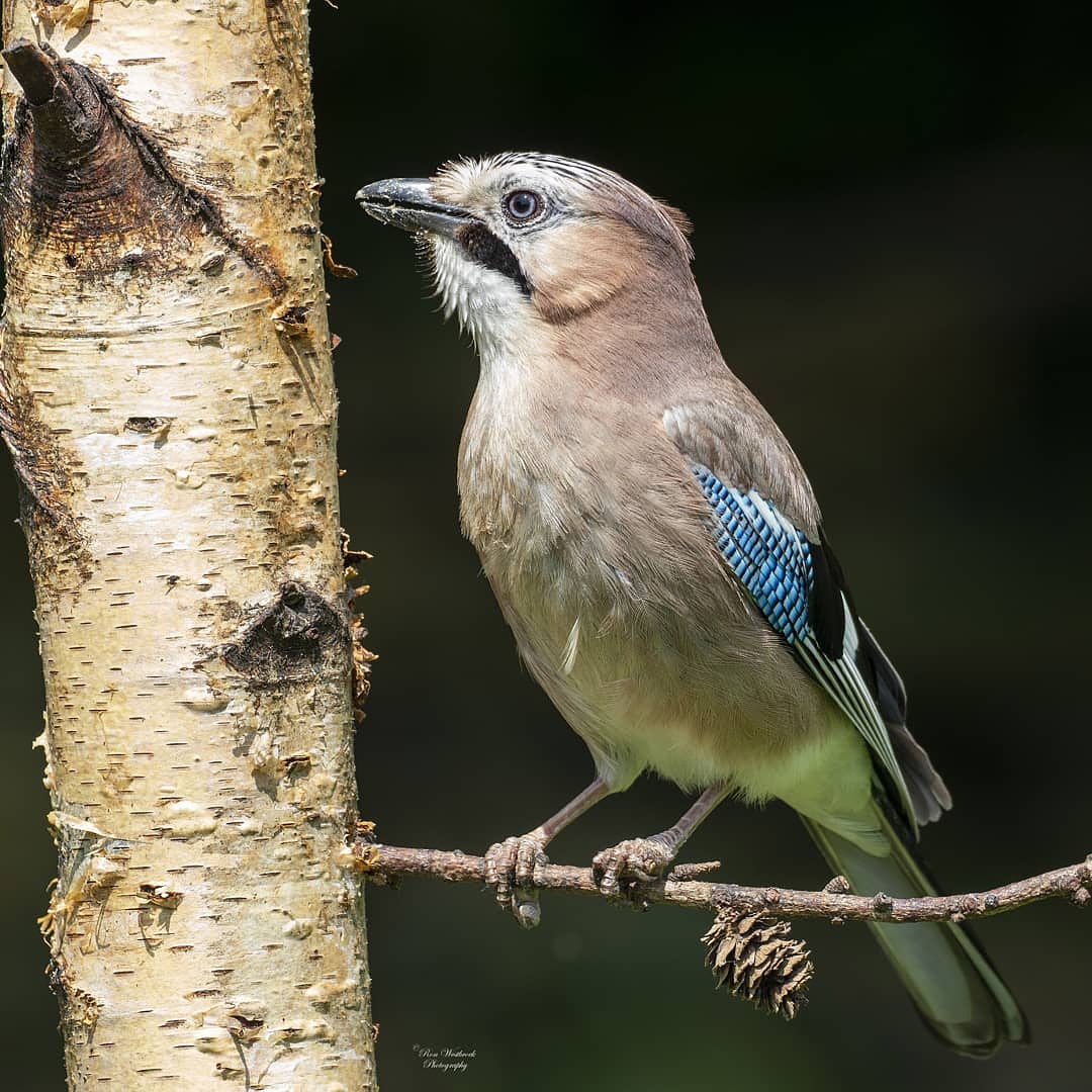 RonWestbroek's tweet photo. #vlaamsegaai
#gaai 
#mooi_holland
#heelholland_fotografeert
#catch_holland
#holland🇳🇱
#ig_holland
#dutch_connextion
#roots_nl
#natgeonl
#dutchbirding
@ChipFoto
#birdwatching
@ZOOMnl
#olympusmoments
#natgeowild 
#zoomnl 
#ig_discover_birds 
#animalplanet 
#planetbirds 
#wildplanet https://t.co/6fUUISeyFS