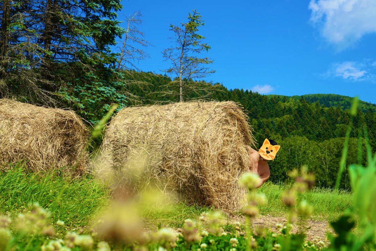 zAWuKeelS17pIa8's tweet photo. 野生の何かが写ってた
夏の北海道はもう一回行きたい!
#写真
#北海道
#FE2470
#SONY
#ミラーレス https://t.co/axLJxDhqU9
