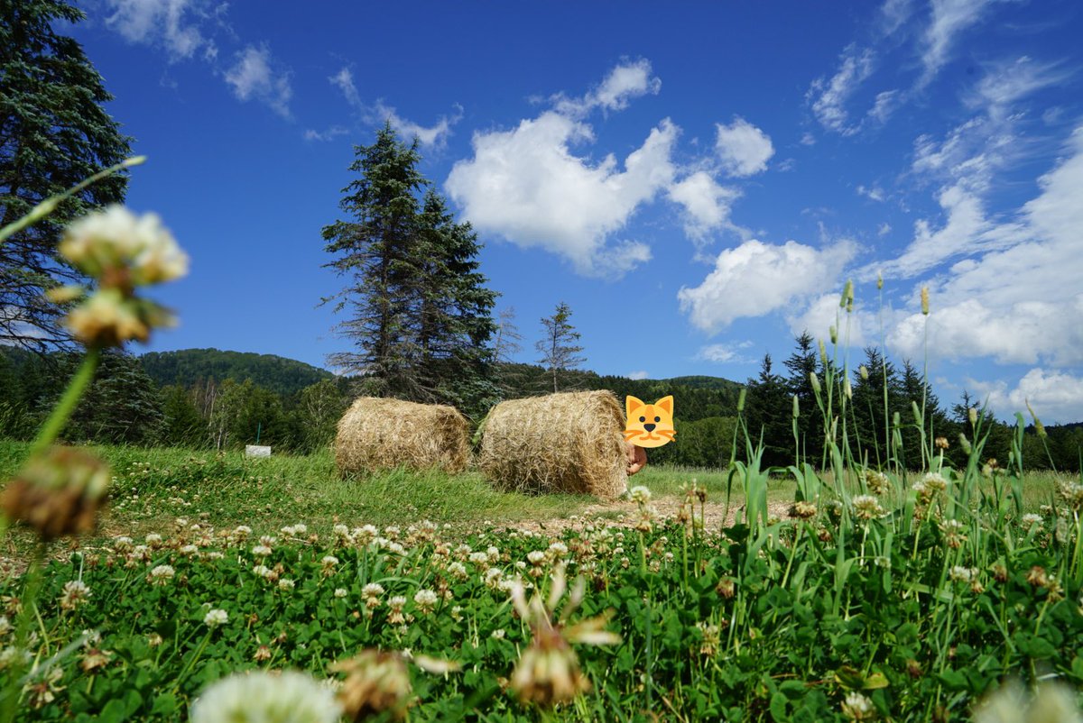 zAWuKeelS17pIa8's tweet photo. 野生の何かが写ってた
夏の北海道はもう一回行きたい!
#写真
#北海道
#FE2470
#SONY
#ミラーレス https://t.co/axLJxDhqU9