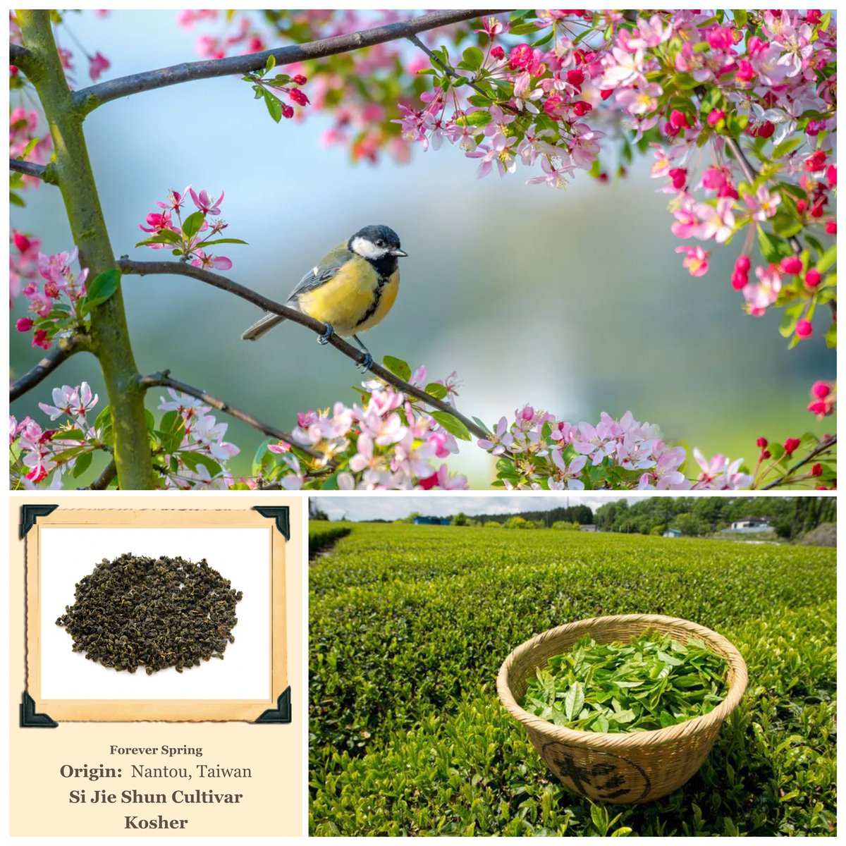 SerendipiTeaUSA's tweet photo. Happy First Day of #Spring 🌸!

May we share with you SerendipiTEA #ForeverSpring 🤗.

This lightly oxidized oolong from the Song Bo region in Nantou is produced year-round. 

#TeaTime #Tea #Teas #Tisane #Tisanes #OrganicTea #KosherTea #SeriousTea #SerendipiTeaUSA https://t.co/rXxOmq4eYD