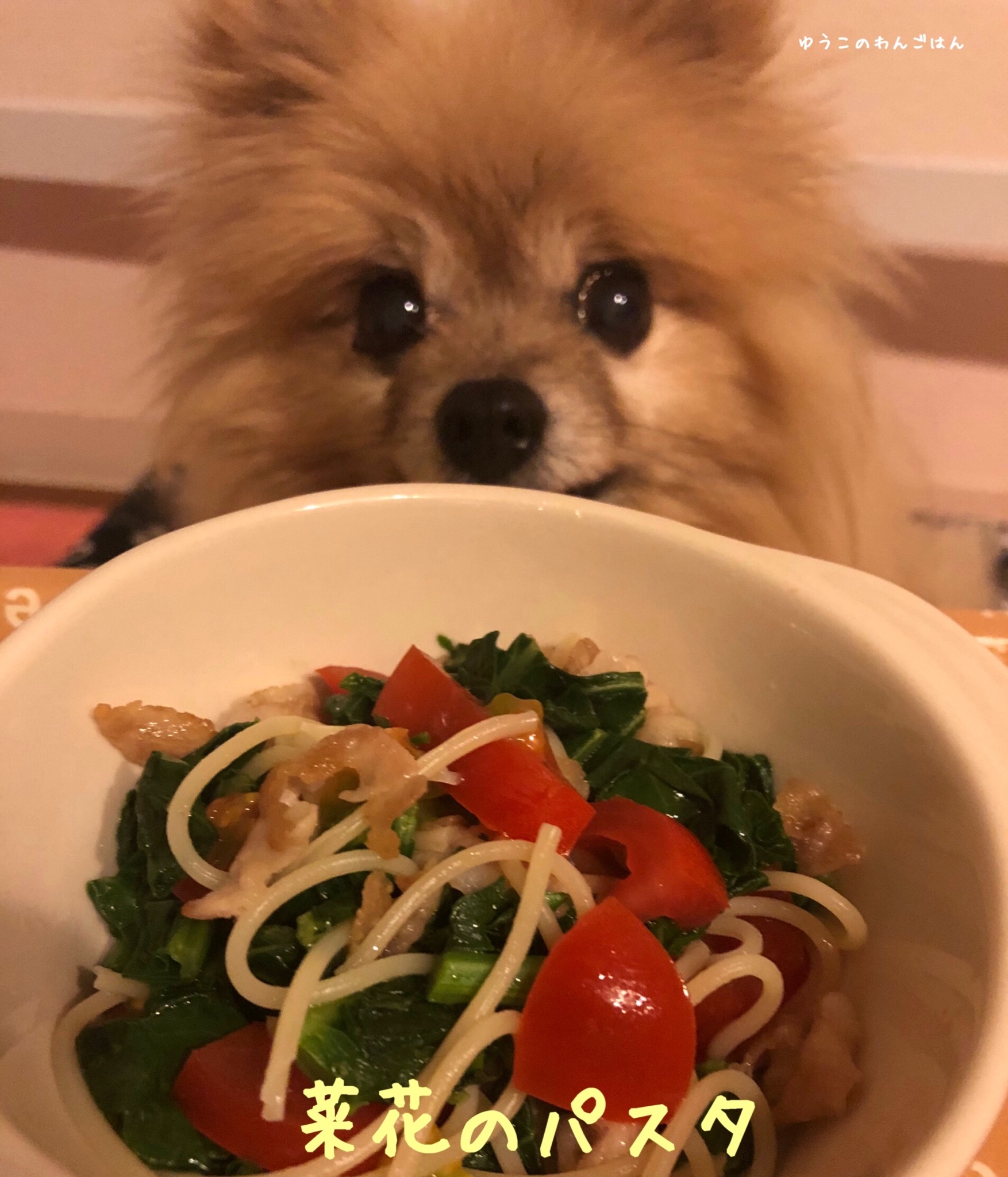 かとうゆうこ ペットに手作り食 ゆうこのわんごはん 3 菜花のパスタをぺろりんこ ゆうこのわんごはん わんごはんレシピ ポメラニアン ポメラニアンえびす 菜花のパスタ 春を楽しむレシピ 犬とおそろいごはん 犬ごはんレシピ 犬手作りごはん