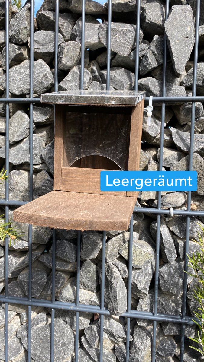 Die Eichhörnchen 🐿 haben den Trick mit dem Deckel jetzt wohl drauf...
#eichhörnchen #wildlifeathome