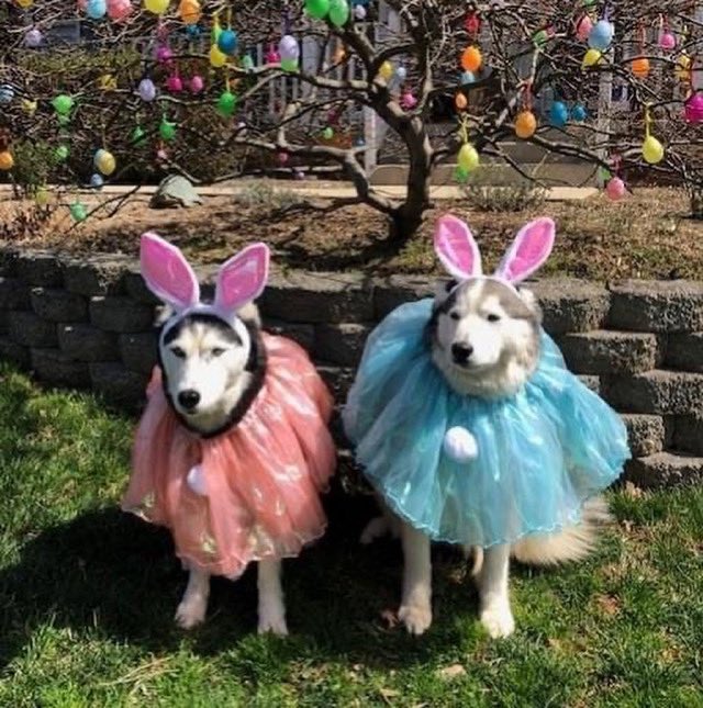 DVSHR's tweet photo. Our Easter Bunny Event is now happening!! 🐰🌸 Pls click on the link to help support our rescue. 🙏🏻 TYSM! ❤️🐾 

https://t.co/wsML8vwbm9

#dogsoftwitter #EasterBunny #SpringTime #spring #rescuedog #rescue #phillynews #dvshr https://t.co/6tpLVUMDzJ