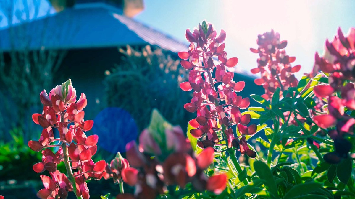 Howdy, Spring! 🌺🌼🌸👍