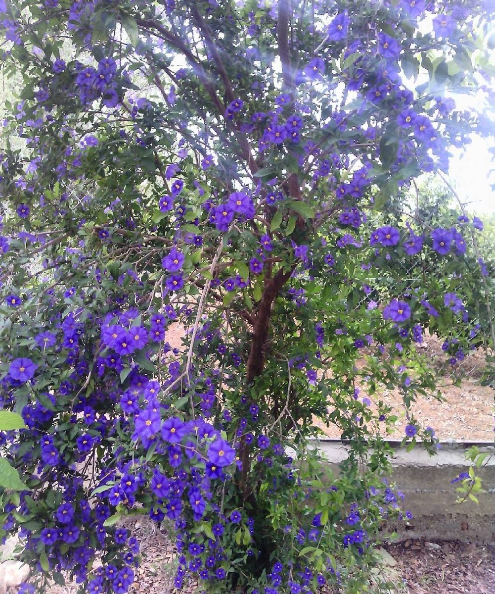 紫花 紫花