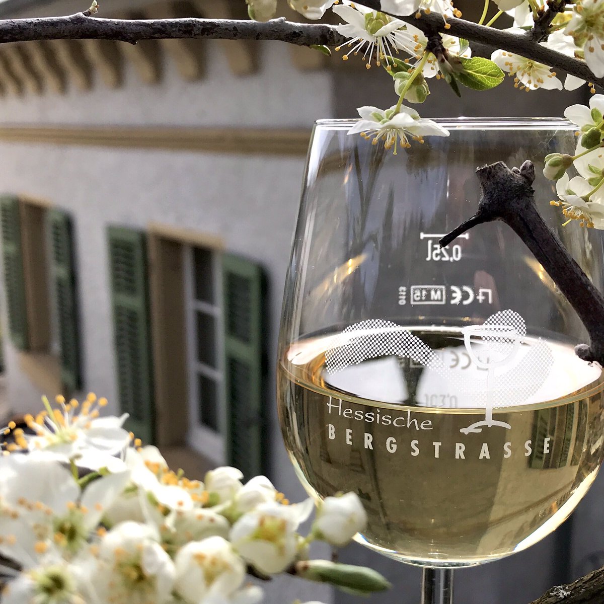 Sonniger Start in den #Frühling im #Garten am Rangertshäuschen in @StadtBensheim an der #Bergstrasse: Allen #Wein-Freund(inn)en einen wunderschönen Frühling 🌱 2021!

#fruehlingserwachen