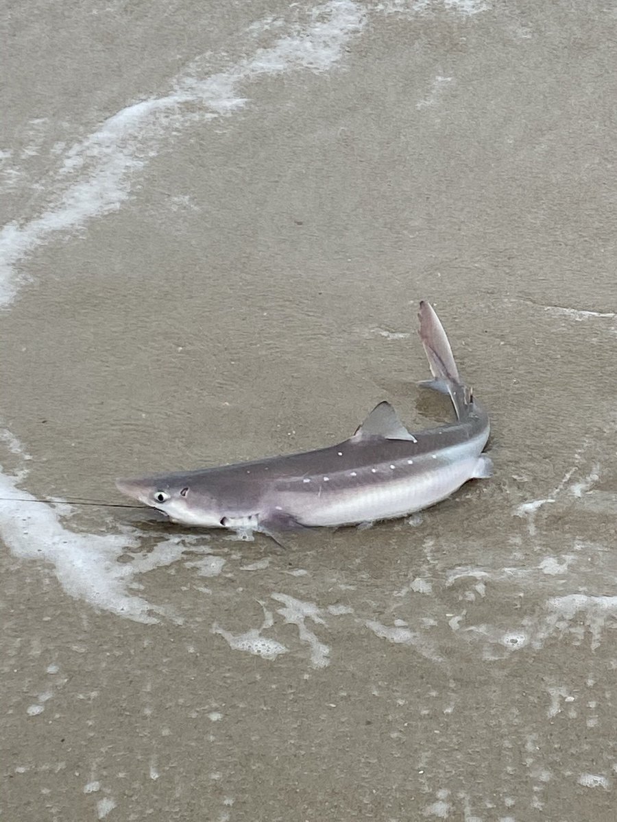 McCafferty Lab tweet media