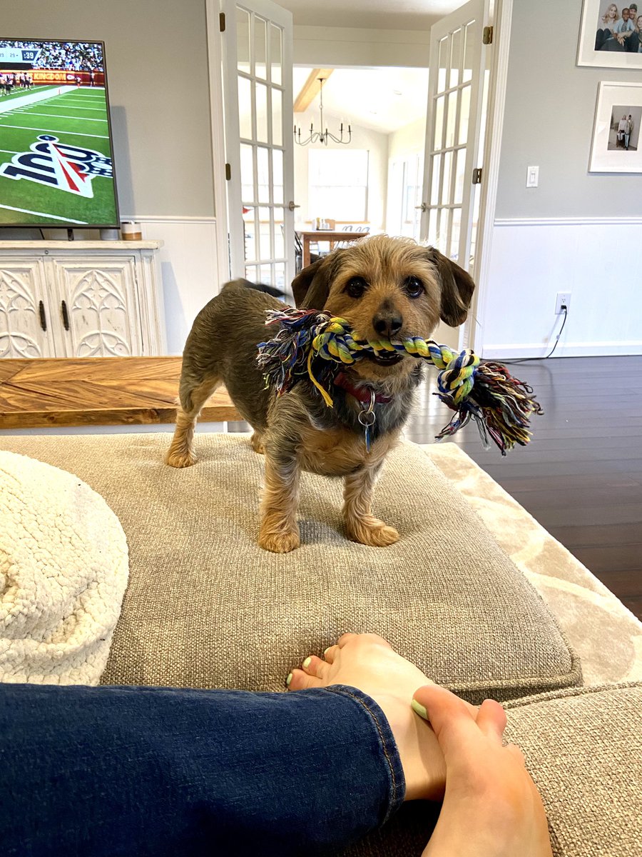 michmeisner's tweet photo. Can my dog get any cuter? I mean...prob not. https://t.co/2bQUGjUF09