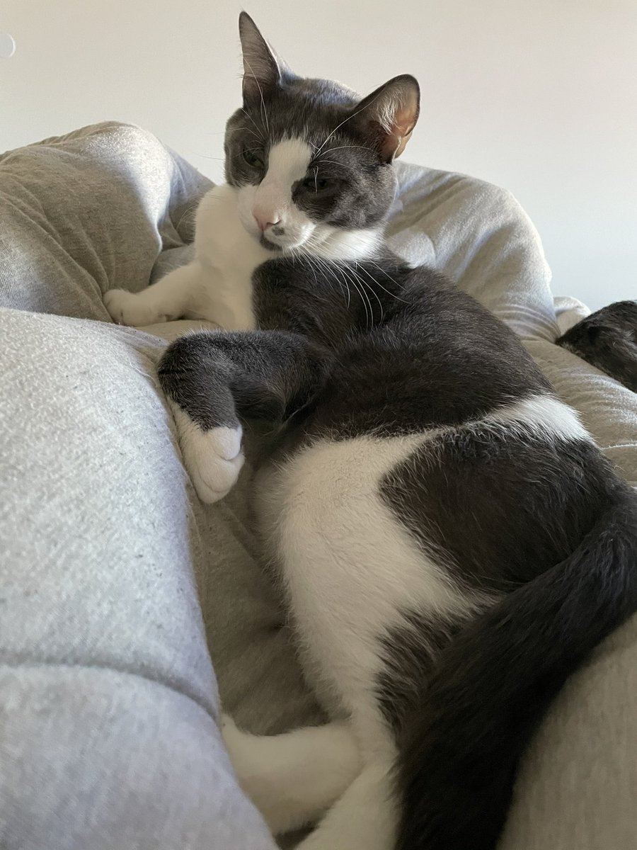 MattSheckels's tweet photo. The chonkest of fattyboys 😍🥰 he so cute dang. } my stream area is ALMOST finished im so hype, next is the bedrooms ._. https://t.co/az7l0rzv87
