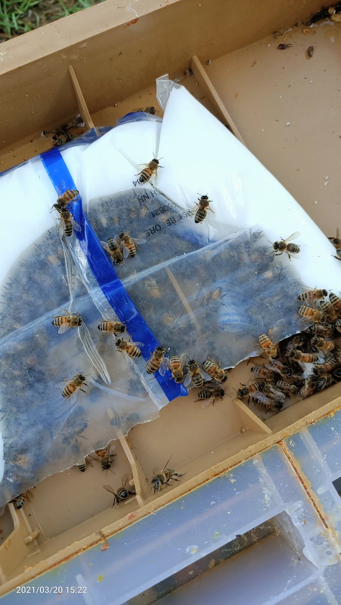 MieldeChampagne's tweet photo. Elles sont sur les starting-blocks mais trop froid pour sortir ! 
Ce weekend, petit passage pour vérifier les réserves de miel des ruches et nourrir les plus faibles en attendant le retour de la douceur qui se fait attendre !! https://t.co/oDB0u031n6