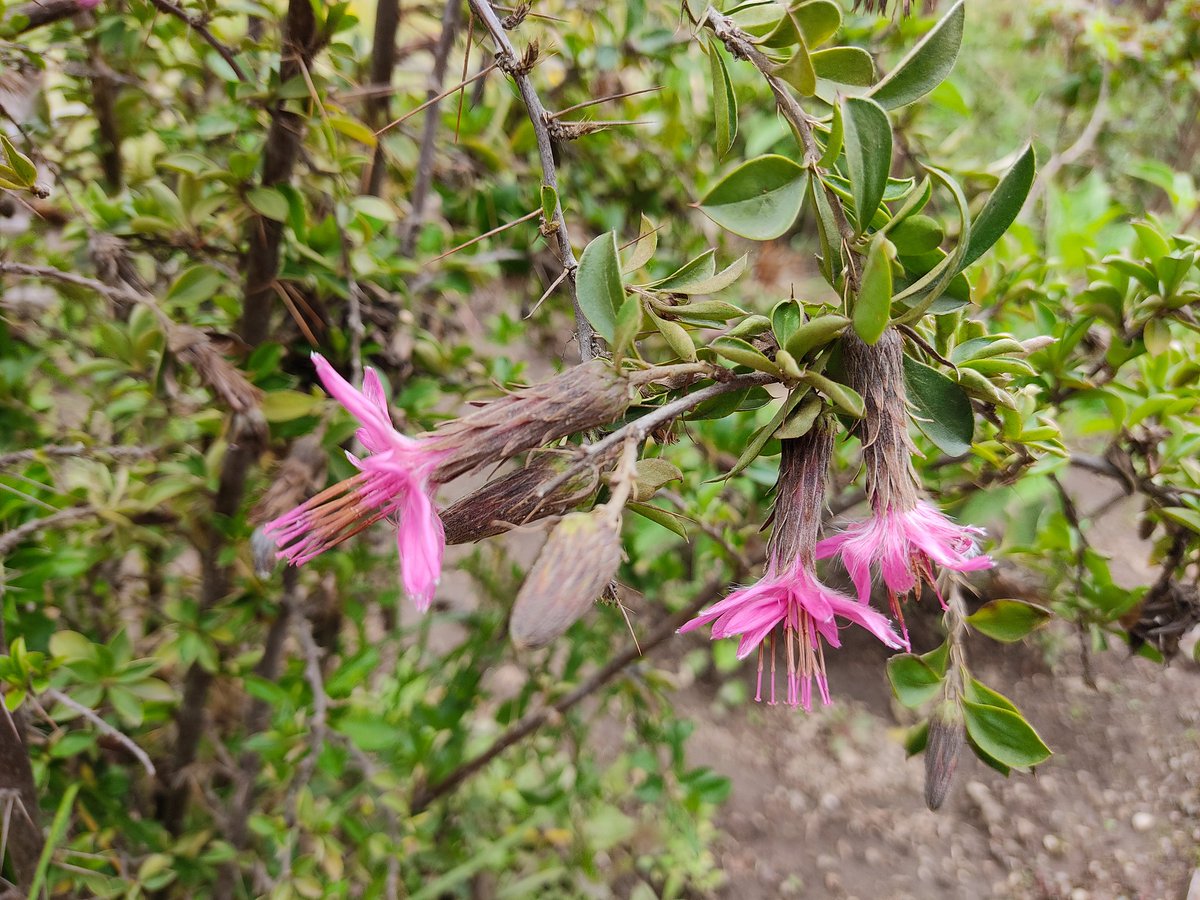 Sandy Espinoza F tweet media