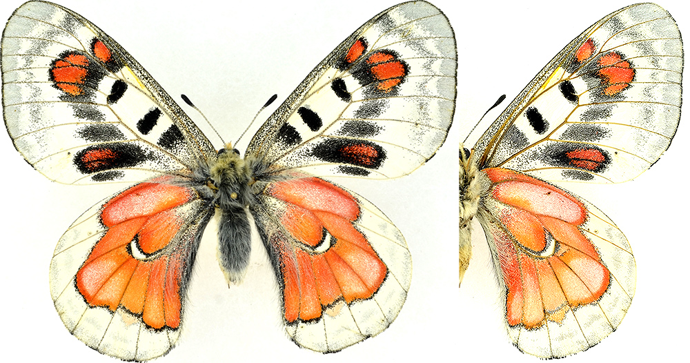 虫キチコージ tweet media