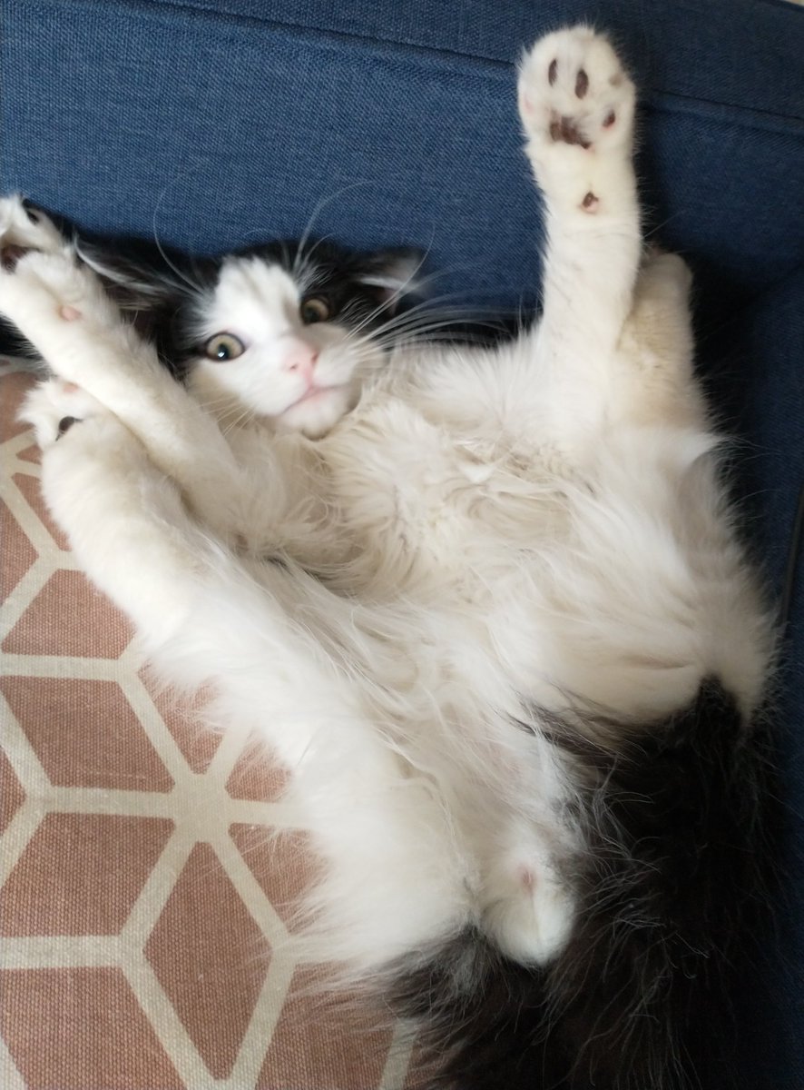 FIGGY 🐾 tweet media