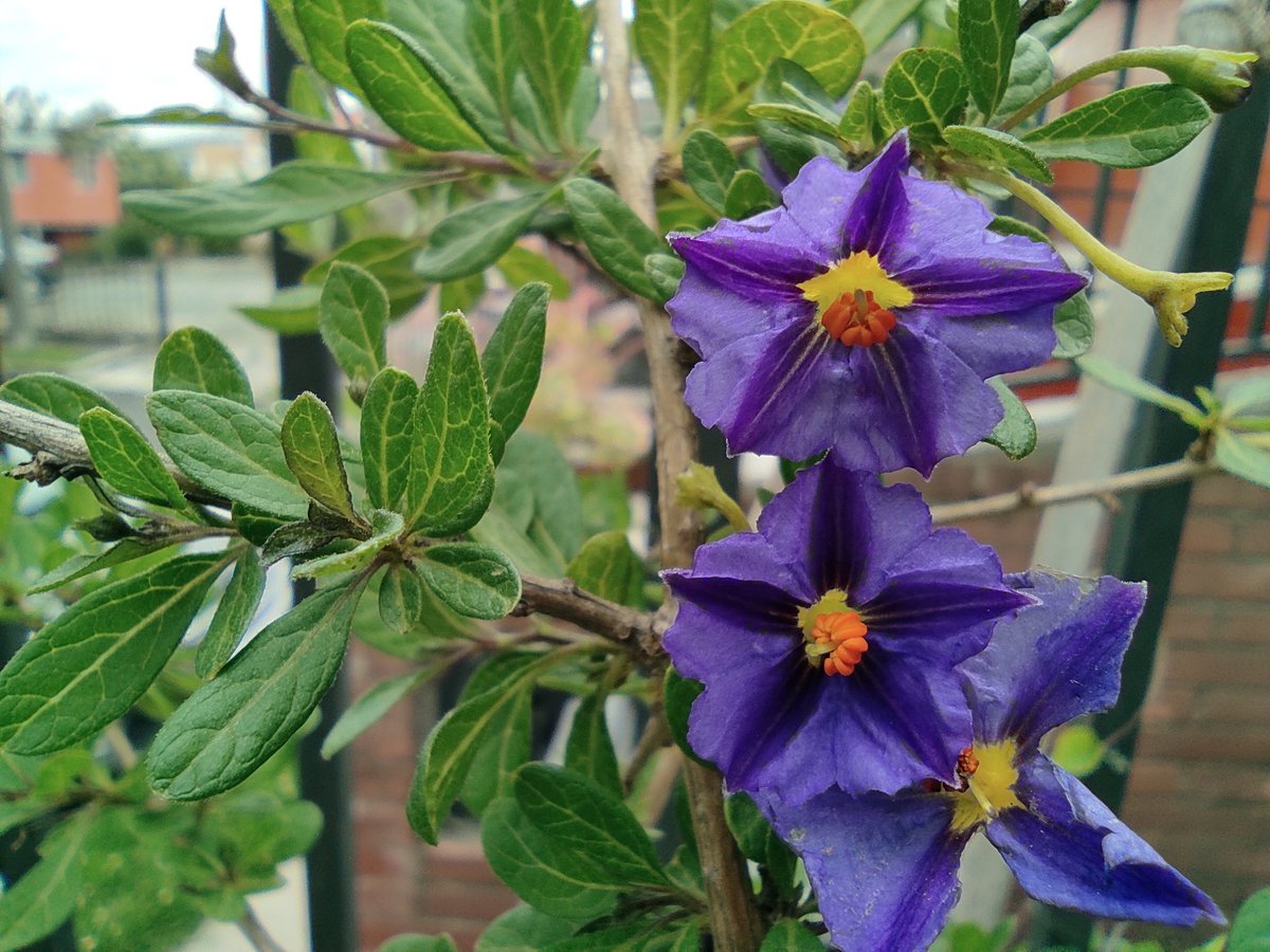 Sandy Espinoza F tweet media