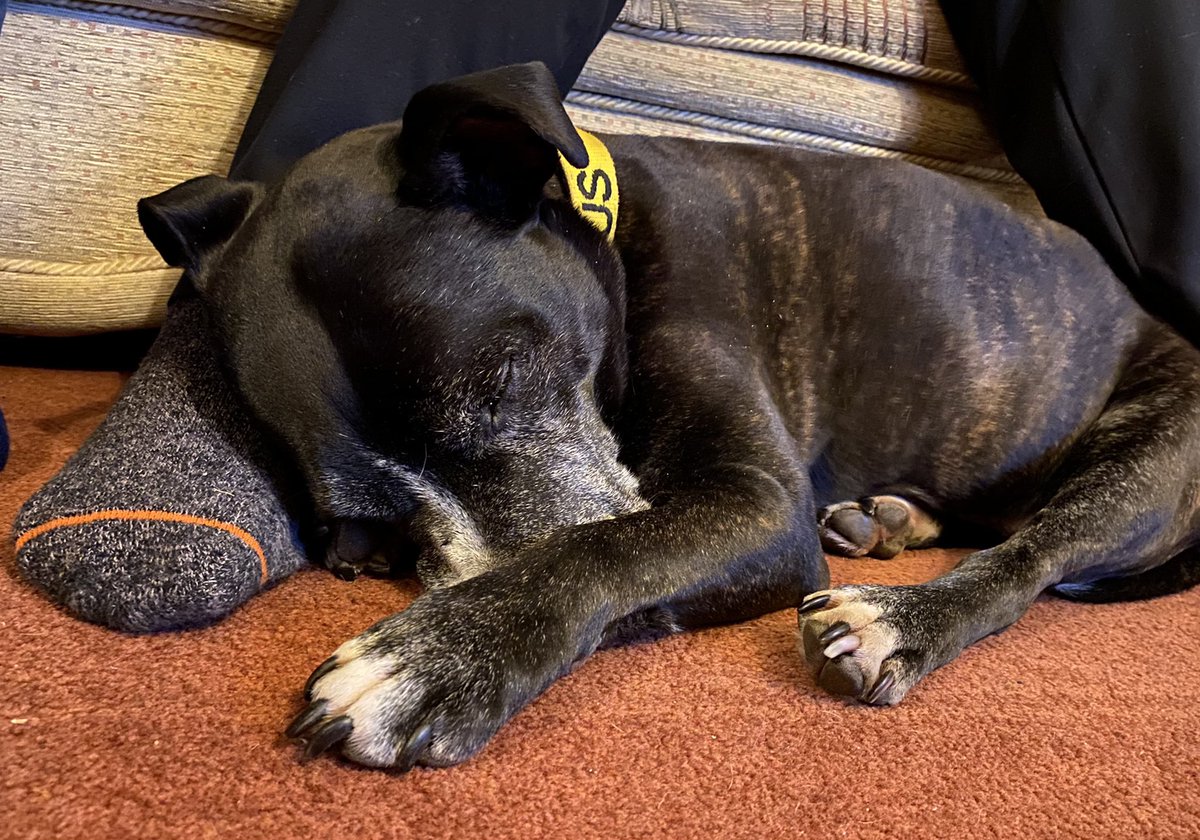 GeoffLil's tweet image. Night night folks x #dogsoftwitter #StaffieSaturday