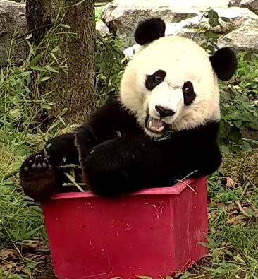 GoofballAnimals's tweet photo. I know I have a wonderful shot of Zissy @pinkypanda0823 with a butterfly on her toe, so I went searching through *gobs* of images--and came across some gems. Here's #SIrGoofball @houseofcubs, 2017. #ThoseEars #ThoseFeet #ThatSmile xo https://t.co/t3RzeLXa3K