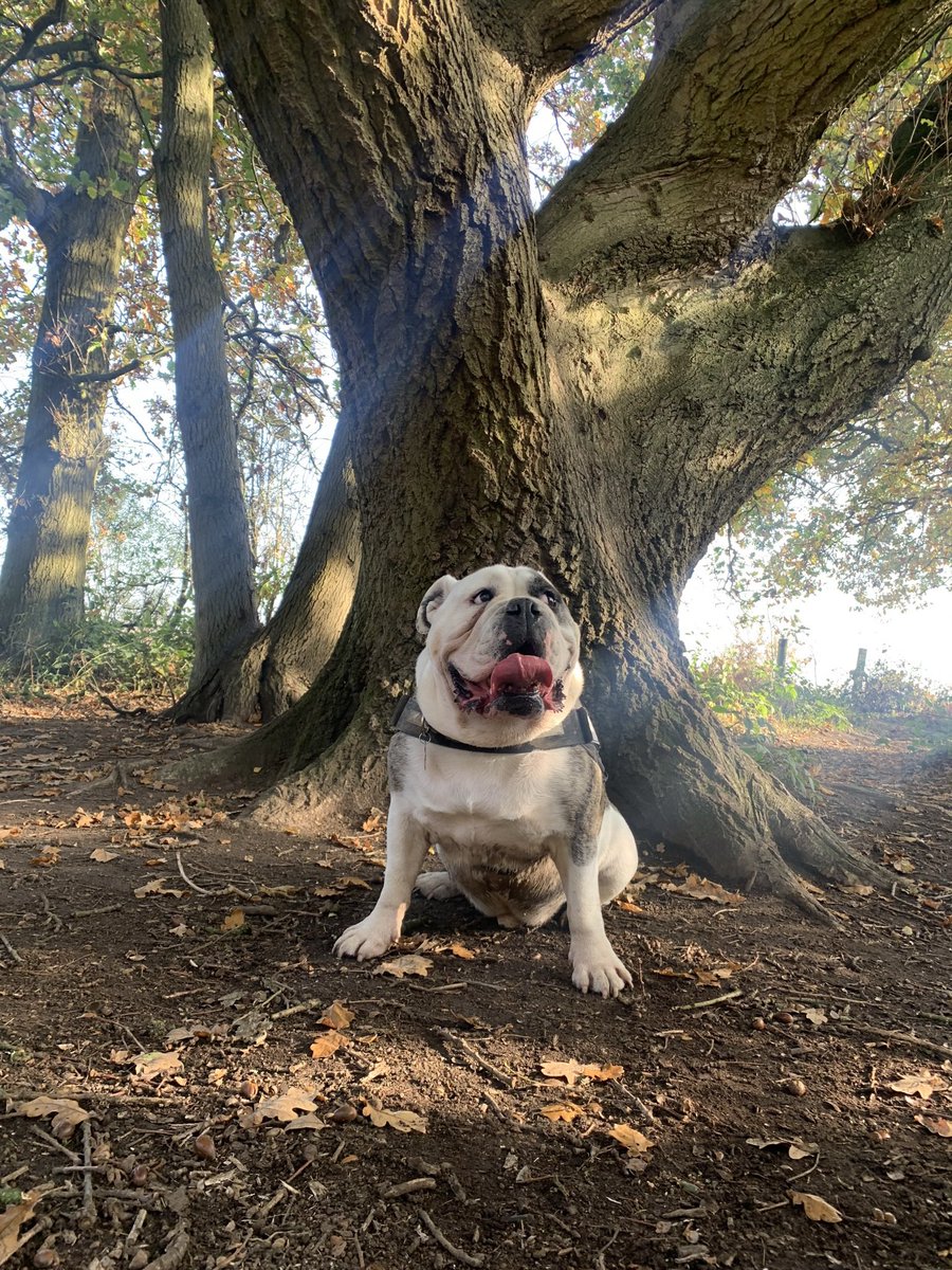 lorahullx's tweet photo. @adventureanx We have a bulldog and during the week we usually walk him for 45-1hr and then at the weekend we walk him for as long as we feel like - usually 3-4 miles :) he would happily walk forever or never walk again - he’ll take it or leave it 😂 x x https://t.co/mHg2UnFDH8