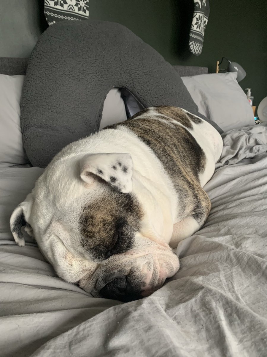 lorahullx's tweet photo. @adventureanx We have a bulldog and during the week we usually walk him for 45-1hr and then at the weekend we walk him for as long as we feel like - usually 3-4 miles :) he would happily walk forever or never walk again - he’ll take it or leave it 😂 x x https://t.co/mHg2UnFDH8