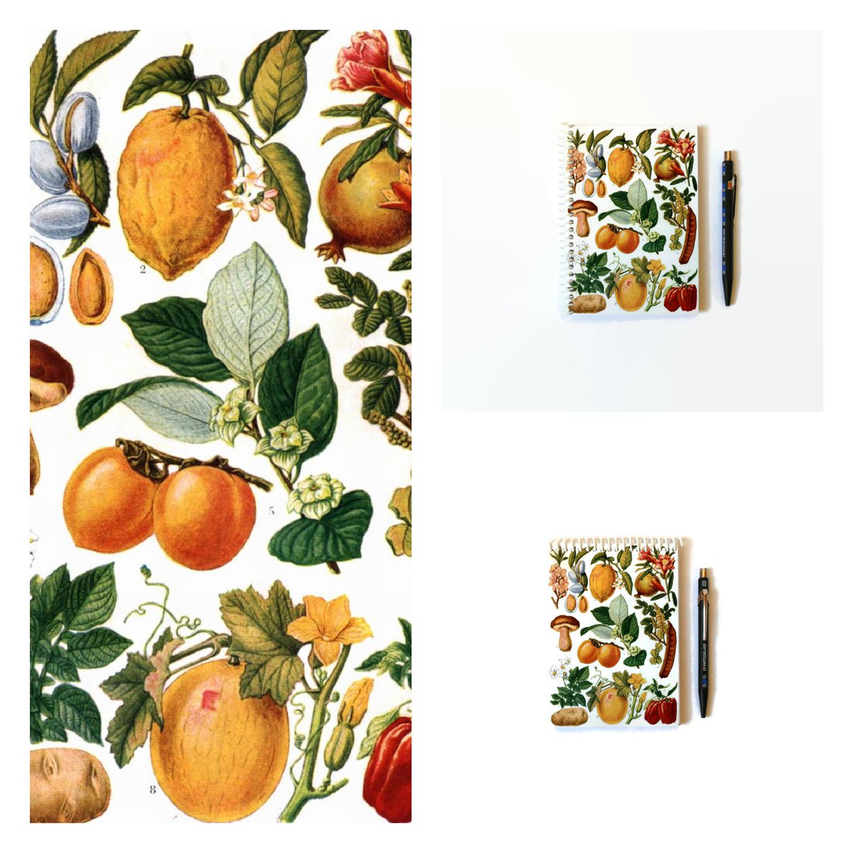 marianaypaula's tweet photo. Excited to share the latest addition to my #etsy shop: Edible Plants, Blank Recipe Notebook https://t.co/aTT5CGE5in #white #orange #botanicaldrawings #blankrecipebook #prettynotebook #spiralnotebooks #smalljournal #spiralbounddiary #recipenotebook https://t.co/2WgOrSlTB3