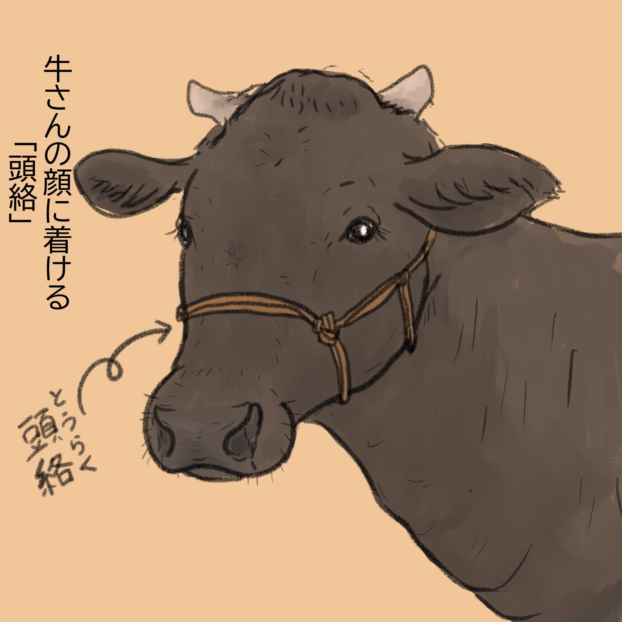 すかまる 牛さんの頭絡 色々呼び方があるそうで 面白いね T Co 9tx1zv5fi3 Twitter