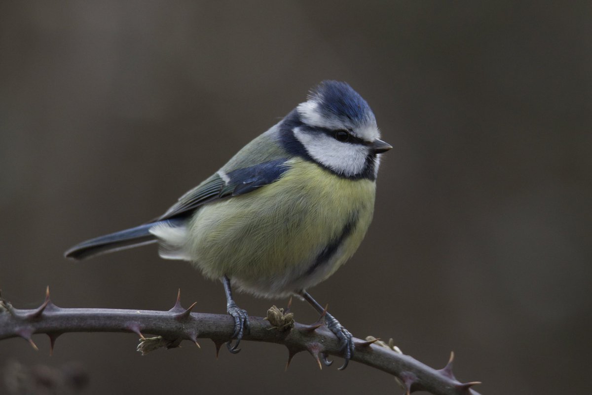 vidlife2019's tweet photo. Beautiful spring birds at RSPB Pulborough Brooks today #prspb #BirdsSeenIn2021 #pulboroughbrooks #birdsoftwitter https://t.co/ub0Ghfc6HX