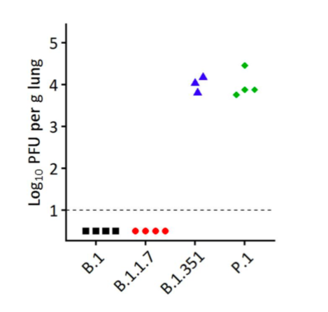 Gosh, this virus really is a beast...biorxiv.org/content/10.110… Variants able to infect mice