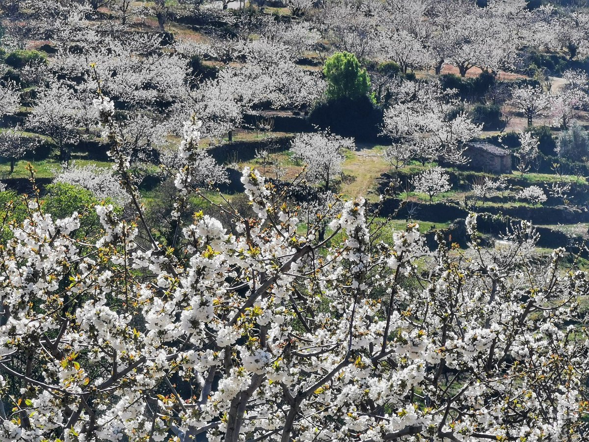 DSHolguin's tweet photo. Los cerezos en flor en el Valle del Jerte. #Cáceres #Extremadura https://t.co/i5kwf0I66z