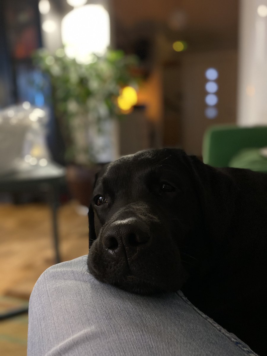 OchJuni's tweet photo. Hi guys! Learnt a lot about dogs in different countries lately. In Sweden, dog collars with spikes are prohibited. It is also forbidden to lock dogs in cages (only allowed in the car). In addition, it is legal not to leave any pet alone for more than four hours a day-> https://t.co/ANj5e7B7A5