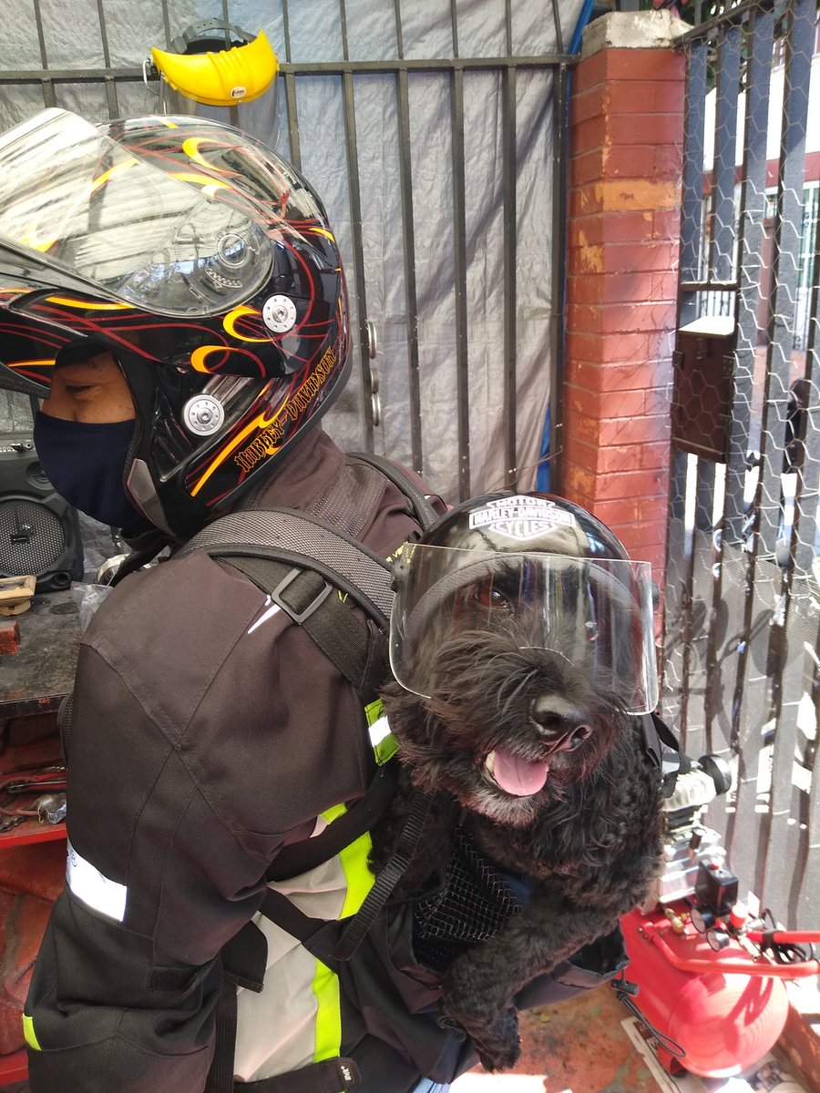 outlawmx's tweet photo. Otro cliente satisfecho y listo para rodar! 😊✌️

#CascosParaMascotas 🐾
📞5523785954
https://t.co/ycRkA165Ev

CDMX - Hacemos envíos a toda República Mexicana.

Aceptamos pago en efectivo, tarjeta de crédito/débito 💳 y transferencia interbancaria 💸 https://t.co/tpmXWIcqPM