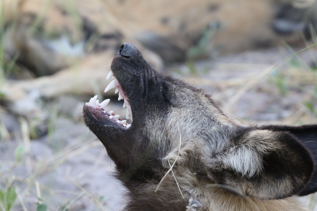 #wilddogfact this is the face an African wild dog makes when it steps on a lego

📸Per Arne Slott