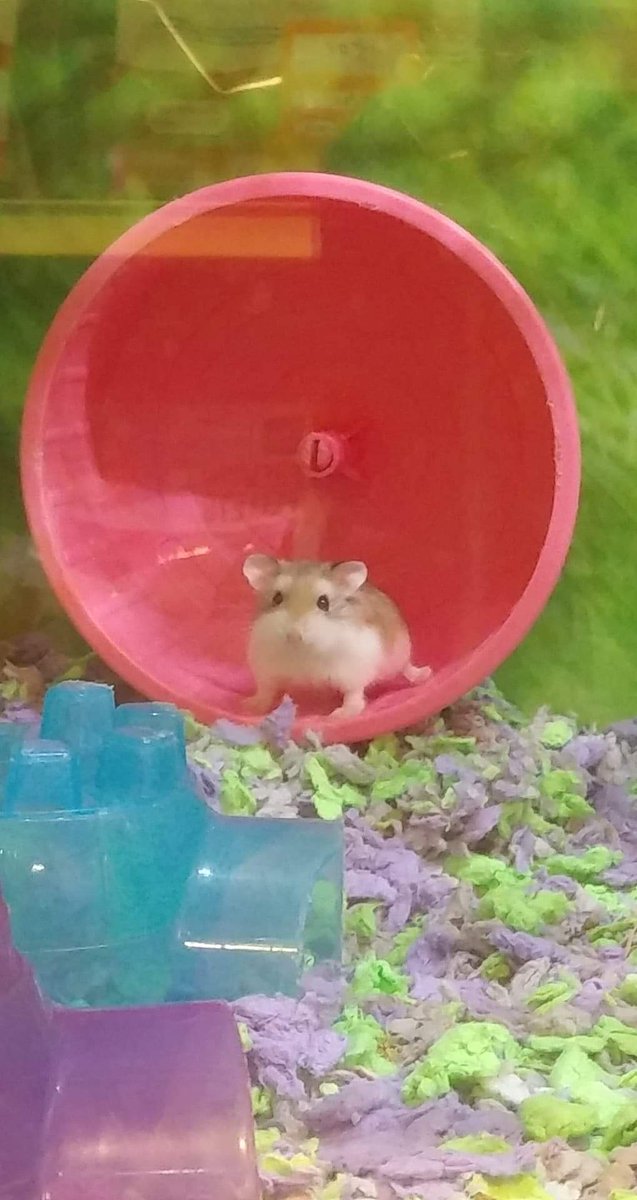 fenvhenan's tweet photo. @frillycake I'm always tardy for the party (I tend to avoid twitter) but here's a pic of a hamster from when I was out getting bird food and toys for my spoiled babies at home https://t.co/W64b7EmVSr