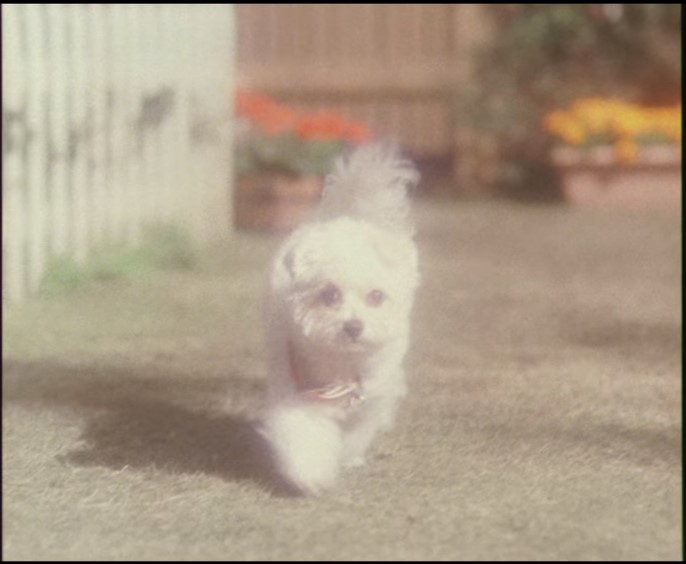 Jpirasutoncaujv ベストコレクション タッチ パンチ 犬種 タッチ パンチ 犬種 Jpirasutoncaujv ベストコレクション タッチ パンチ 犬種 タッチ パンチ 犬種