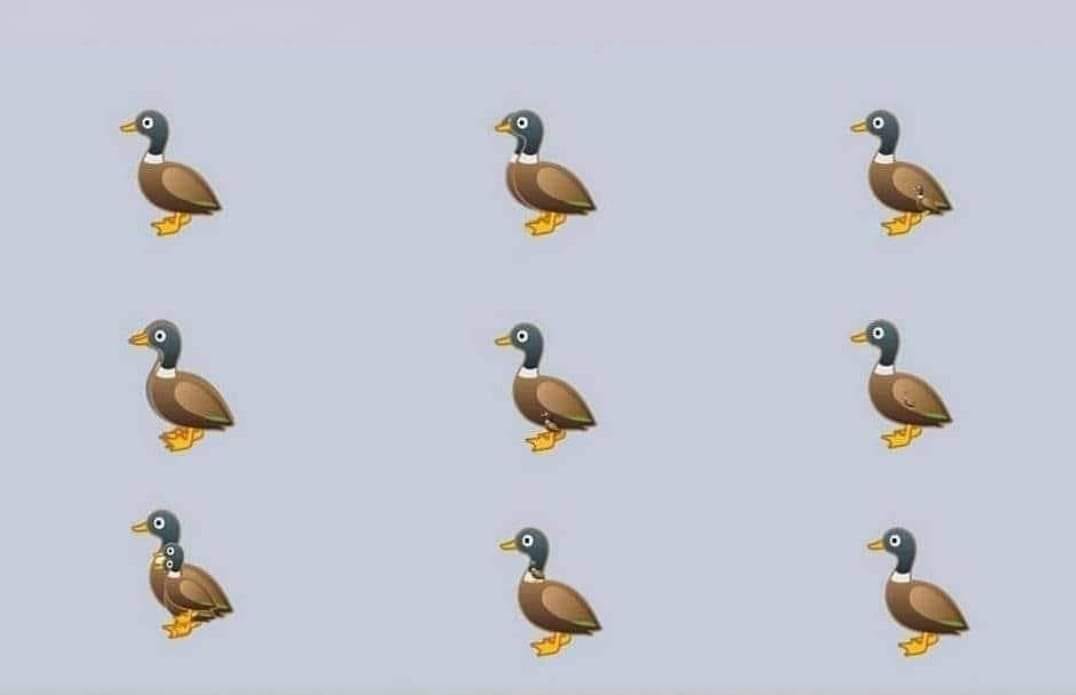 🦤Brain teaser: How many ducks?