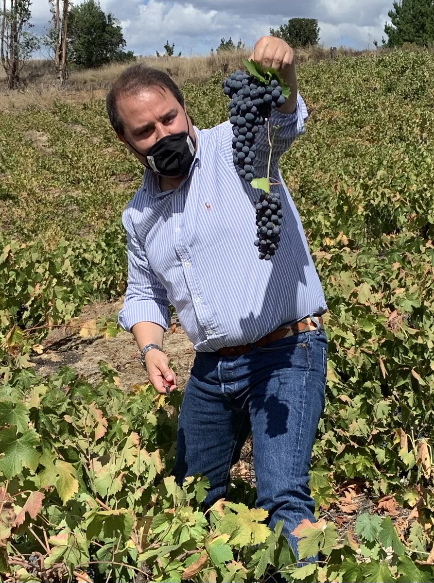 frank_sauerbaum's tweet photo. Estuvimos vendimiando, conversando y aprendiendo de Don Victor de el sector de PACHAHUA,comenzó su vendimia con los vecinos y produce vino Cinsault y vino Pais como alternativa más rentable que el pago del kilo de uva.Que lindo es el Valle del Itata @ChillanOnline @ladiscusioncl https://t.co/zsQCEJA3Qs