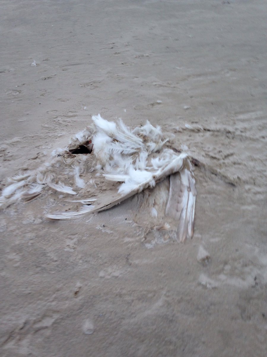 Liepājas pludmale beigti gulbji, kamēr ielās reklāmas stabi ar vēlēšanu solījumiem.