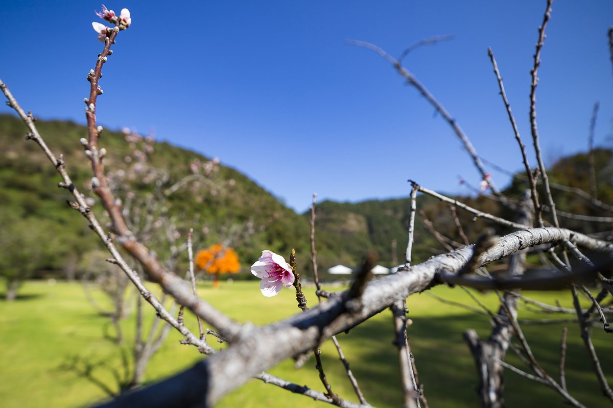 Sierra_Lago's tweet photo. El bosque se alza exuberante, las temperaturas son apenas perfectas y la vegetación florece en un canto a la vida.
#Primerdiadeprimavera #Primavera #Sierralago #naturaleza https://t.co/zB1rgXXrCa