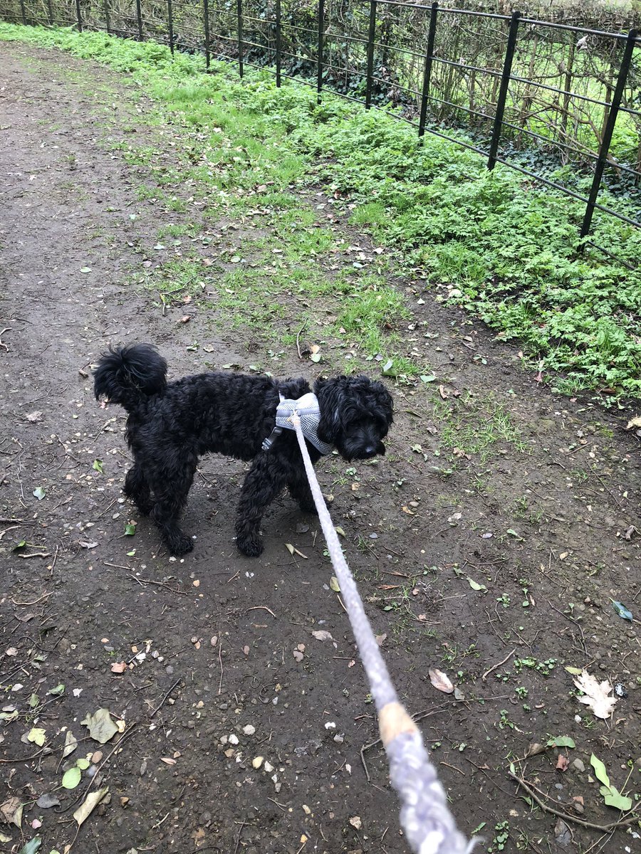 CharlesPC1's tweet photo. And Team P-C is off and walking - time to #MoveForJack. Knocked up 5K, and the dog and I go again tomorrow. Remembering you, Jack, and thinking of Liz, your family and your friends. Donations can still be made at https://t.co/8luseO44uQ https://t.co/TgAeUkemgi