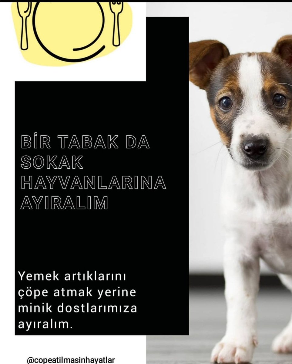 Dünyada her gün 3 tabaktan 1 tanesi çöpe gitmektedir. Çöpe atmak yerine artan yemeklerimizi sokaktaki minik dostlarımızı düşünüp kapımıza 1 kap su ile beraber koyalım.🐾
#Copeatilmasinhayatlar #gıdaisrafı #israf #kıtlık #gıdaisrafınasonver #sokakhayvanları #minikdostlar #marmara