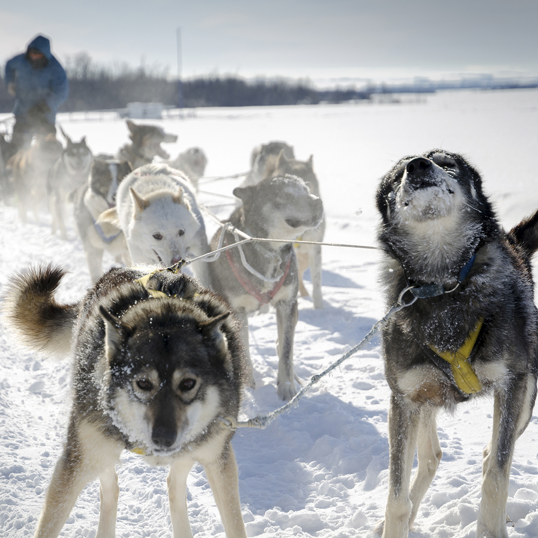 ooliganpress's tweet photo. Dallas Seavey has won his fifth Iditarod finishing in 7 days, 14 hours, 8 minutes and 57 seconds. Incredible! Want to keep living in the spirit of the Iditarod? Pick up a copy of IDITAROD NIGHTS!
#iditarodrace #iditarod2021 #indiebooks #indieauthor #alaska #ooligan #ooliganpress https://t.co/ocSrPEV8np