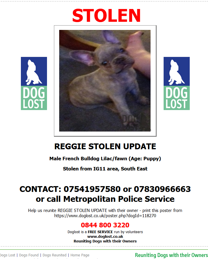 blacklab115's tweet photo. π₯π₯π₯π₯π₯URGENT ALERT π₯π₯π₯π₯π₯π₯
#findreggie is registered as #stolen by his rightful owner and the registered keeper on his chip.Someone is trying to get his details changed.Reggie is Stolen @petloguk DO NOT change his details. https://t.co/vLkODnWSF1