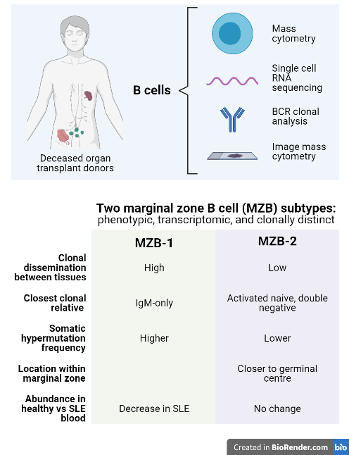 I am so happy to have played a small part in this preprint that is primarily the PhD work by talented <a href="/JQ_Siu/">Jacqueline HY Siu</a> with assistance from <a href="/michaeljpitcher/">Mike Pitcher</a>, <a href="/Thomas_J_Tull/">tom tull</a> and <a href="/williamguesdon/">William Guesdon</a> and was mostly performed in the <a href="/JoSpencerLab/">Jo Spencer Lab</a>. biorxiv.org/content/10.110…