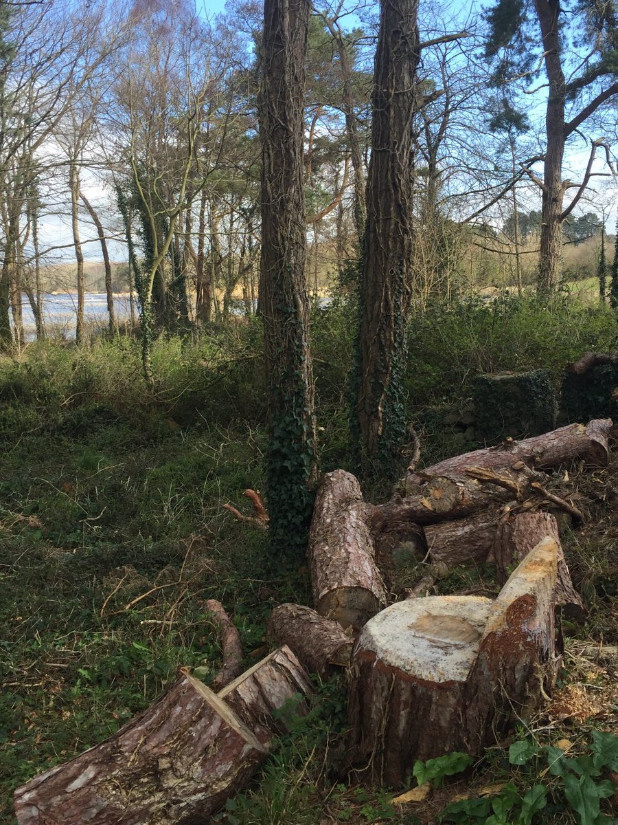 Found my happy chair in the woods by Lough Derg today whilst out for a social distancing walk with my friend who recently lost her Dad to covid.  All I need is a book & sunshine.   Day 79/100. #100daysofwalking.  #lockdownIreland