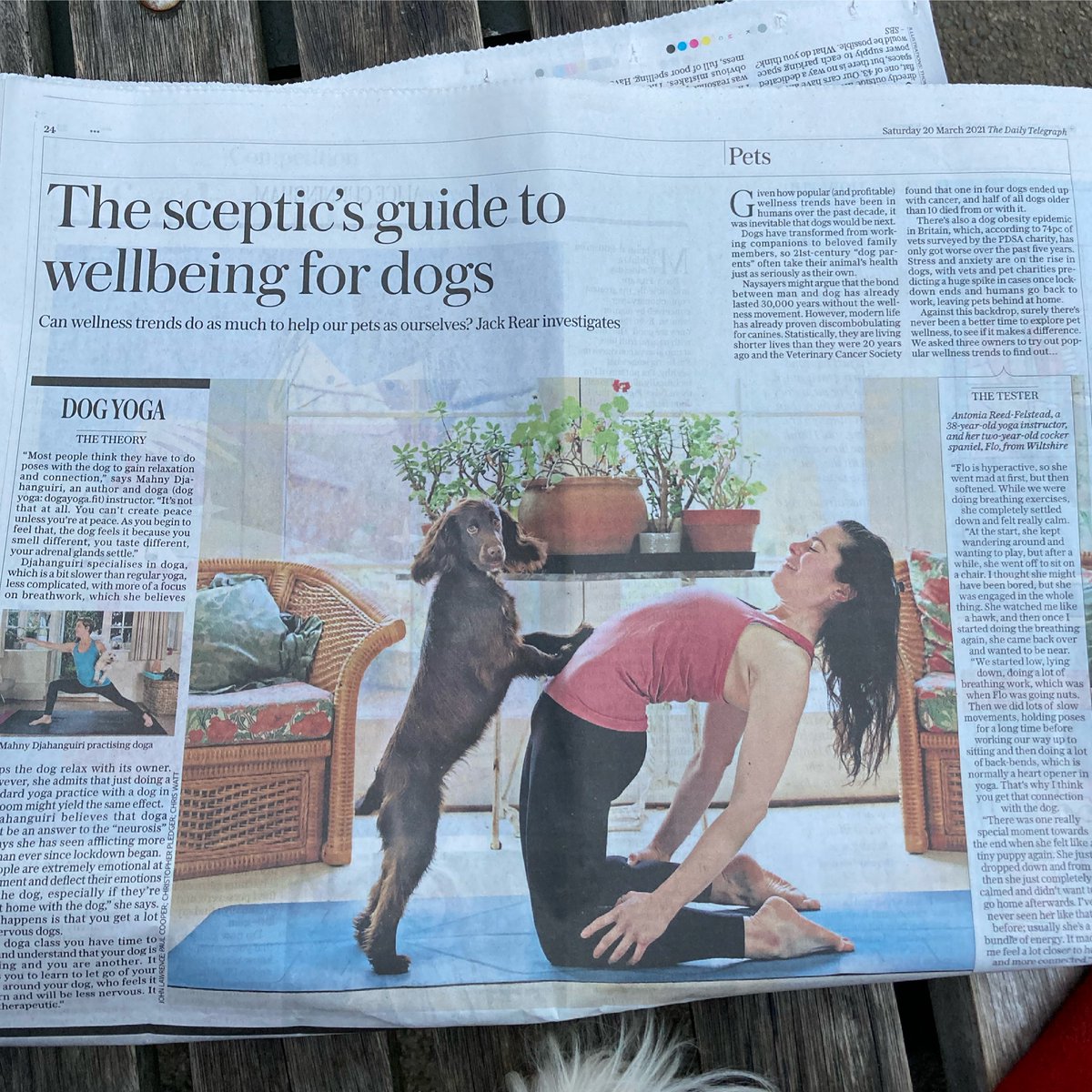 Thank you <a href="/jacksayspurple/">Jack Rear🏳️‍🌈</a> for a fabulous write up on #doga and <a href="/dogyoga/">NorikoOnuma🐶アニマルヨガ探求人</a> in the <a href="/Telegraph/">The Telegraph</a> <a href="/DogaYogamahny/">Doga DOG YOGA</a> looks forward opening their outdoor sessions dogayoga.fit