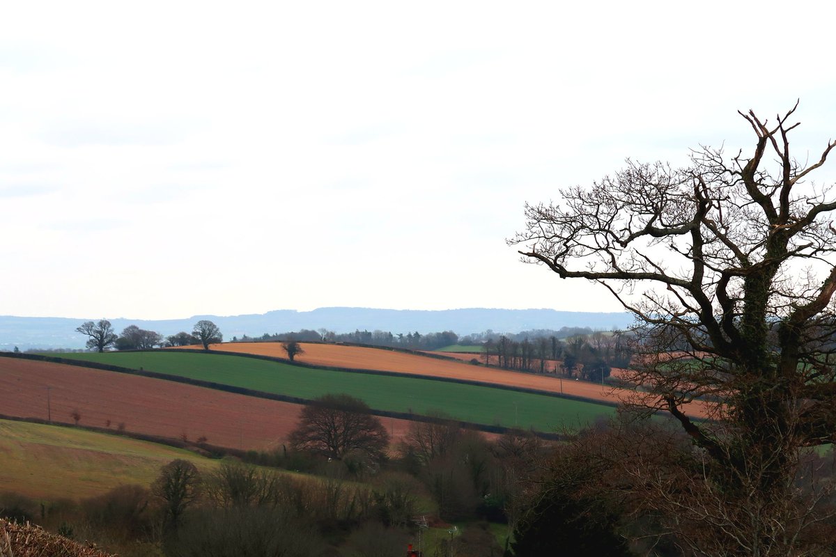 onabmx's tweet photo. It wasn't raining so I thought I'd go for a walk in the countryside. But wherever I went there were animals staring at me. Staring staring. I began to worry what I looked like so I hurried home again. #Devon #sheep #Walker #photooftheday #DevonAir #church https://t.co/wudIF5LO7G