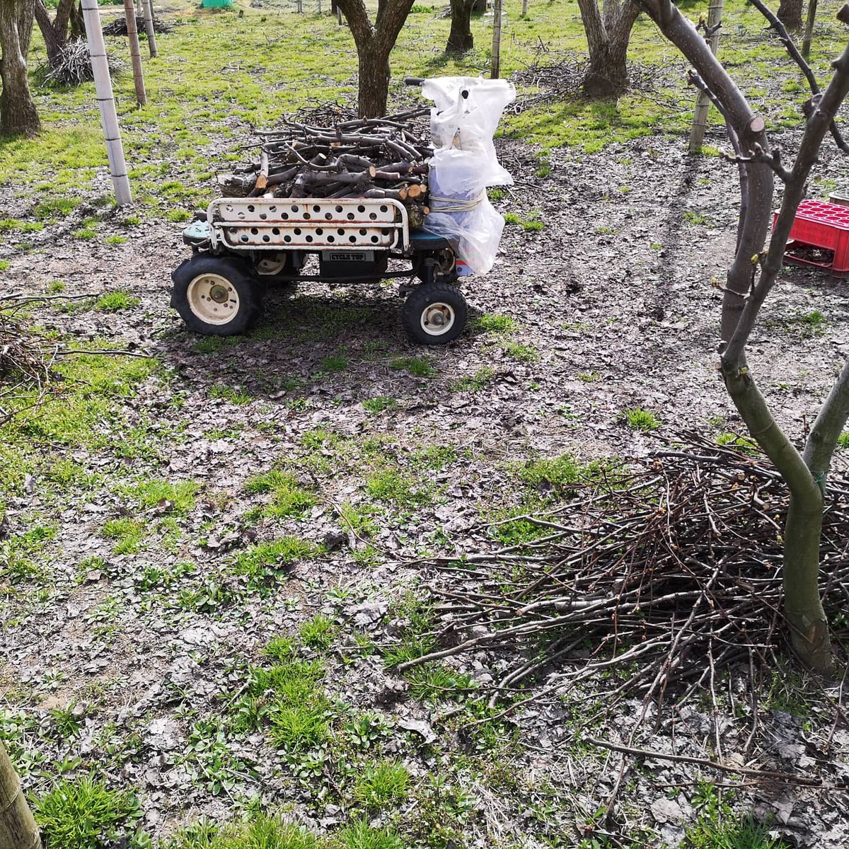剪定枝を処分するのにようやくウッドチッパーの出番です。枝はチップ