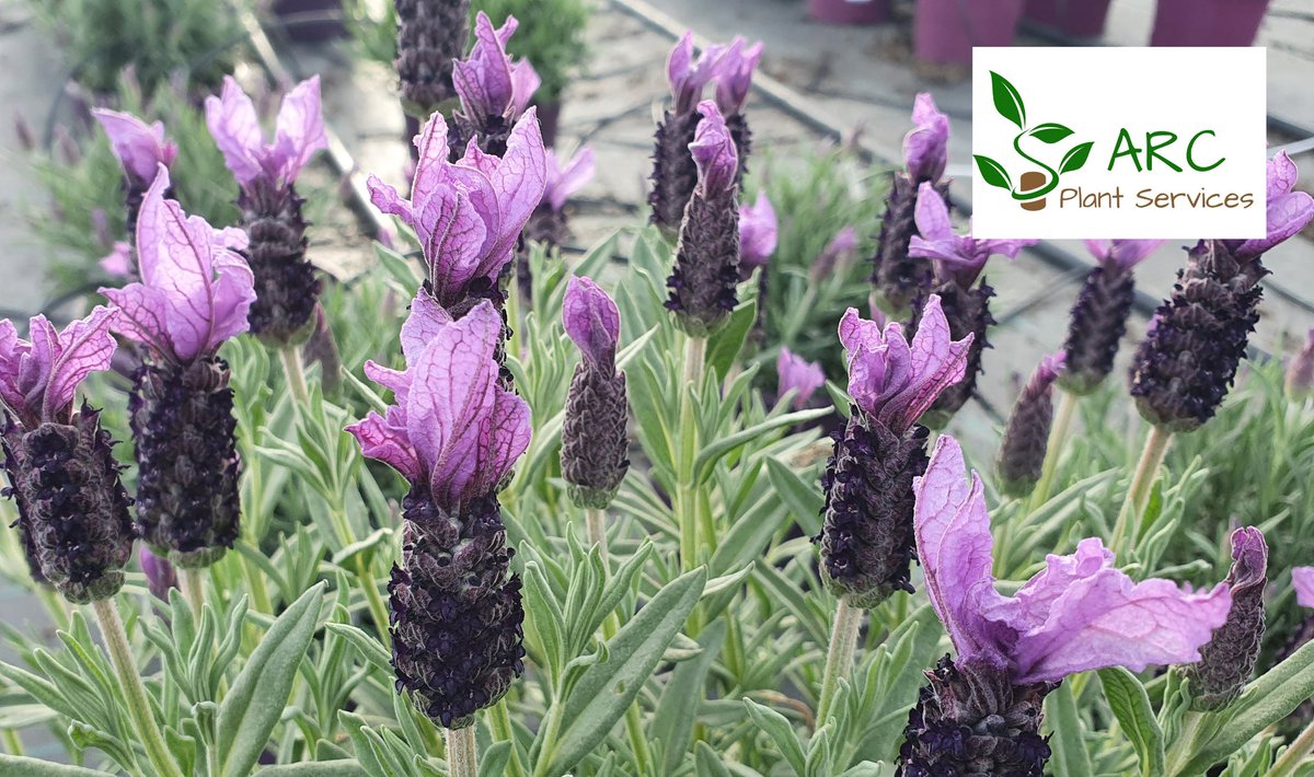 Benvinguda Primavera!
Bienvenida Primavera!
#arcplantservices #viveros
#gardening #spring