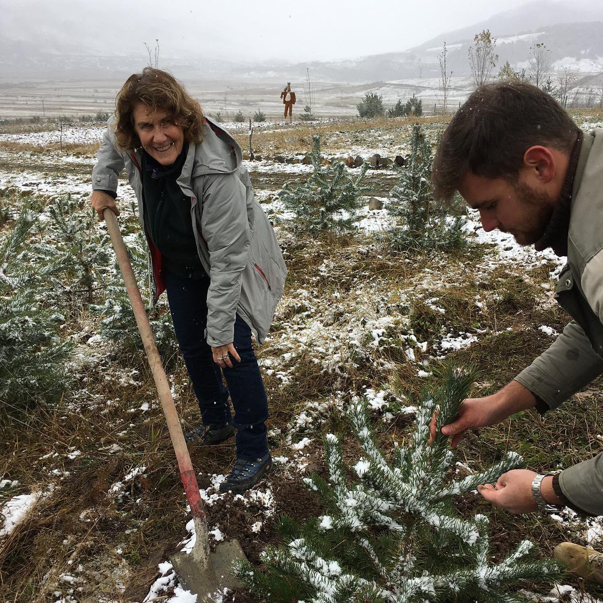 Armenia Tree Project tweet media