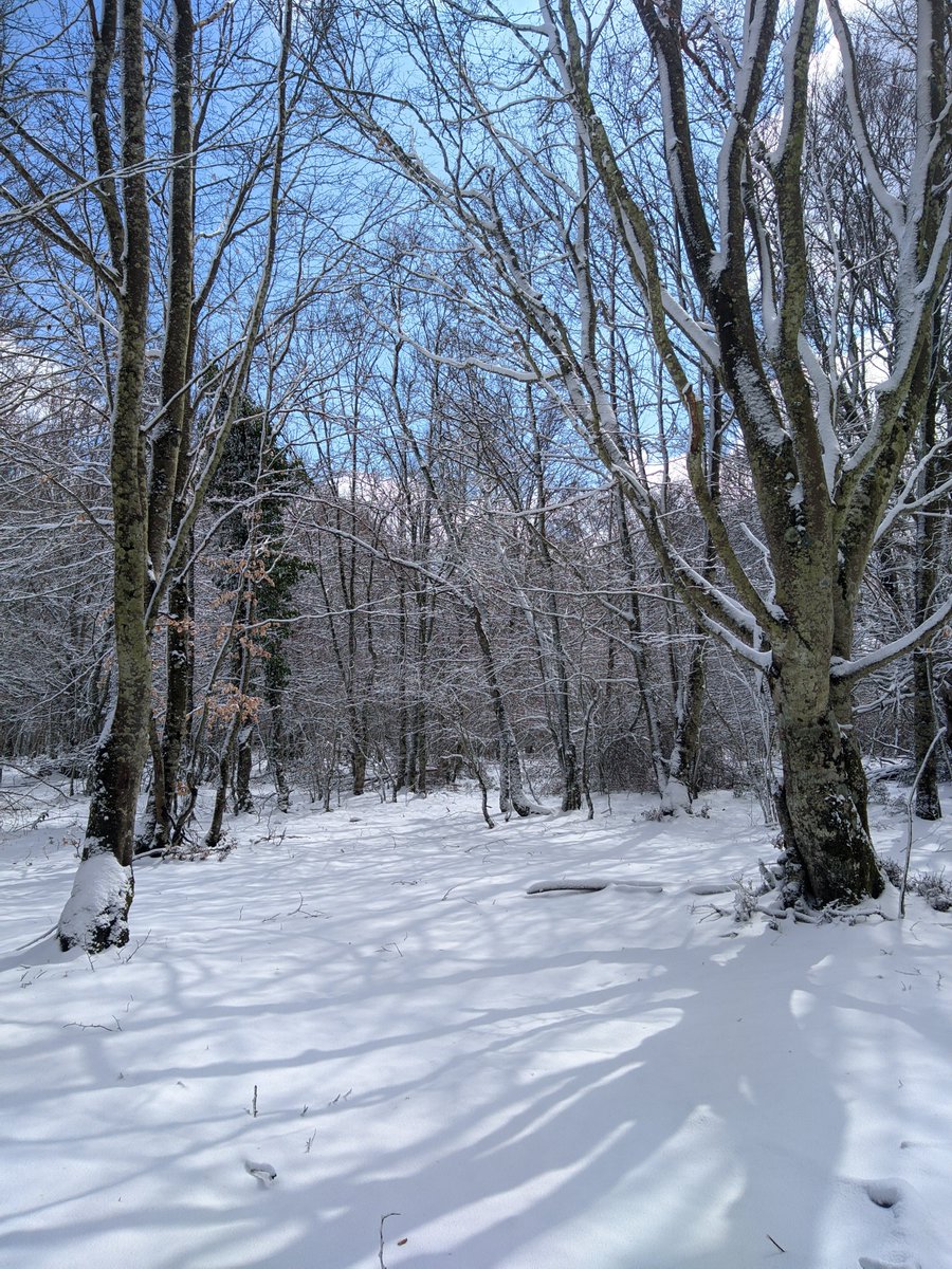 jolaus's tweet photo. Ibilbide zoragarria elurrak zuritutako pagadi eta hariztietan barrena. A ze gozamena! #Apilaiz #Araba #EuskalHerria https://t.co/ukyNItly4W