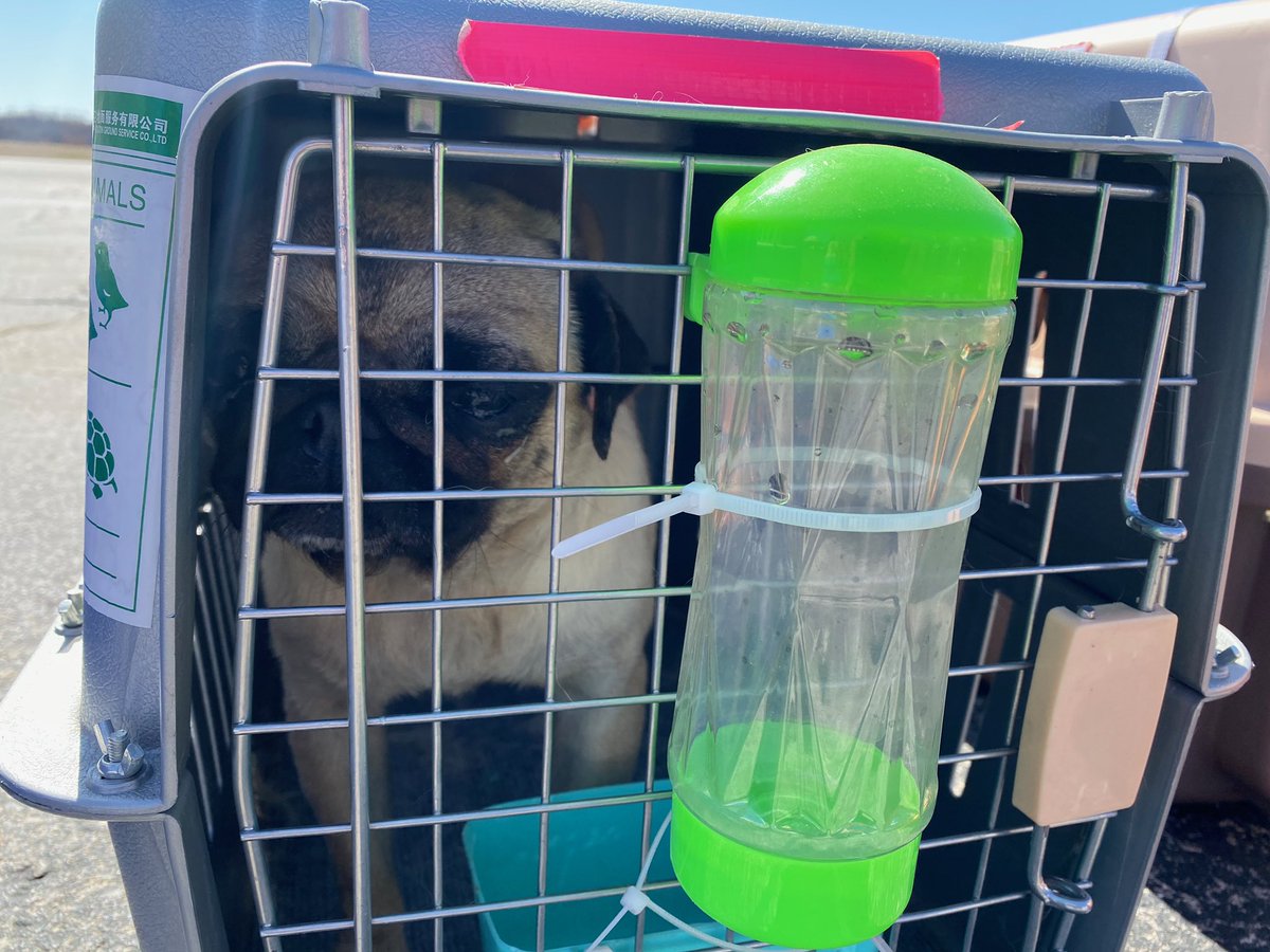 mckenzie13abc's tweet photo. RESCUE DOGS: More than 60 bulldogs, French bulldogs, and pugs from China arrived at Toledo Express Airport today. 

The dogs were saved from the meat trade in China and will be going to several shelters.

FULL STORY ➡️ https://t.co/6OIEYk1Q7m https://t.co/yxibMraDjy