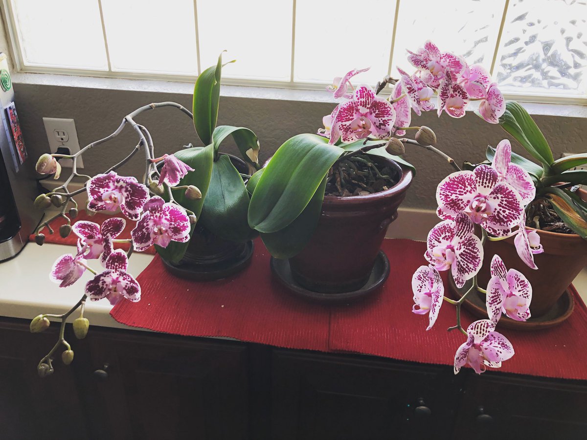 writesharper's tweet image. Orchid game is off the chain right now. 🥰😍🌱 #mylifedoesnotsuck #positive2021 #orchidsofinstagram #orchids #orchidlover #orchidflowers #orchidsinbloom